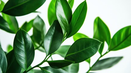 Vibrant Green Leaves of ZZ Plant Isolated on White Background