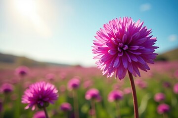 Obraz premium Vibrant purple globe amaranth blooms, sunny sky, nature, summer, floral
