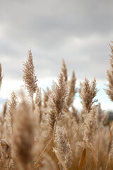golden wheat in autumn