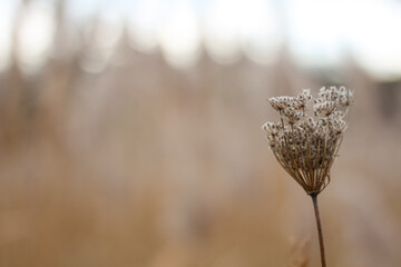 beautiful flowers in the field