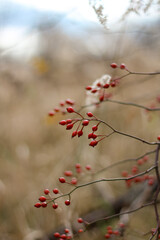 beautiful botanical shot, natural wallpaper