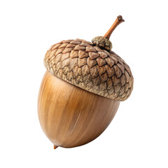 Single acorn with brown cap and stem in studio shot. Isolated on a transparent background, PNG.