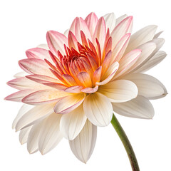 Obraz premium Close-up of a vibrant dahlia flower with delicate petals, showcasing natural beauty. Isolated on a transparent background, PNG.