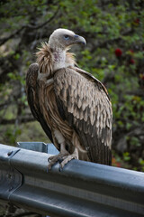 Himalayan Vulture Perched on a Guardrail in Chopta, Uttarakhand.