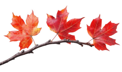 Autumn, red maple leaves