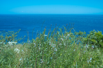 熱海の美しい庭園と海の風景