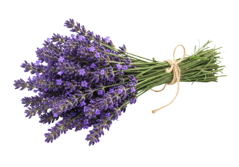 Isolated Fresh Bunch of Aromatic Lavender Flowers Tied with Twine