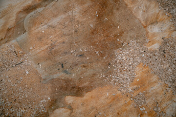 Richmond Park. A close-up of a raw wooden Texture