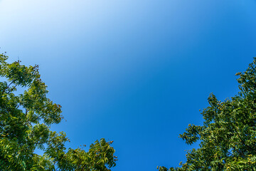 A Serene View of Lush Greenery Against a Clear Blue Sky