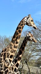Vertical photo of two giraffes heads and necks against a blue sky with branches. Ideal for wildlife themes, zoo designs, or projects highlighting elegance and exotic animals.