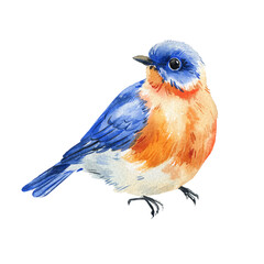 Spring bird. Watercolor illustration of blue bird with orange feathers isolated on background, hand painted songbird, wildlife, nature clipart, artistic painting