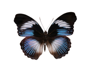 butterfly hypolimnus salmacis isolated on white background