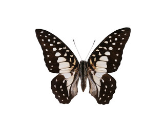 butterfly isolated on white background