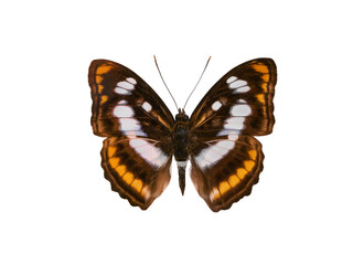 Obraz premium butterfly tropical striped isolated on white background