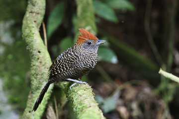 Tufted Antshrike on a branch in the Atlantic rain-forest in Brazil.
