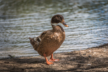 a duck out of the water