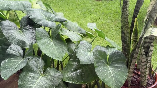 plantas tropicais na chuva 