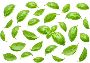 Isolated Fresh Green Basil Leaves Arranged