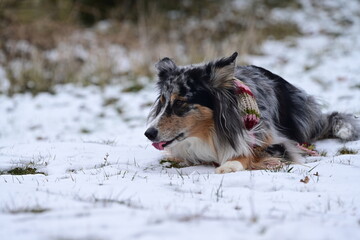 Schneehund. Schöner Hütehund liegt im Schnee und frisst