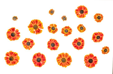 Helenium (Sneezeweed) flower heads photographed from the top down. Isolated, PNG file.

