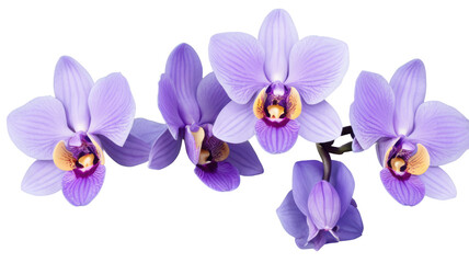 Obraz premium Zygopetalum Orchid flowers