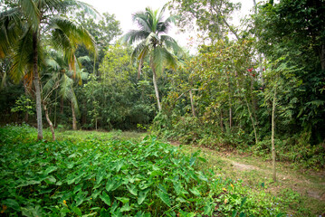 A jungle village in rural Bangladesh. Village in Bangladesh