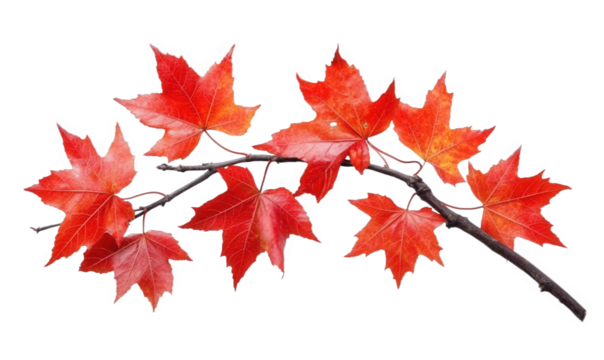 Autumn, red maple leaves