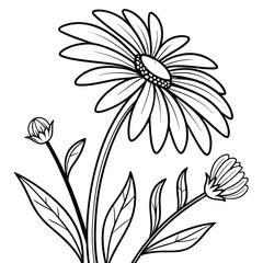 Daisy Flower Coloring Page: Printable Floral Outline Illustration for Kids & Adults, Simple Botanical Line Art Drawing Template
