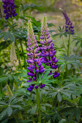 Blooming lupine in the garden, illuminated by the sun.