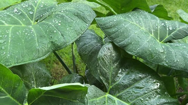 plantas tropicais na chuva 