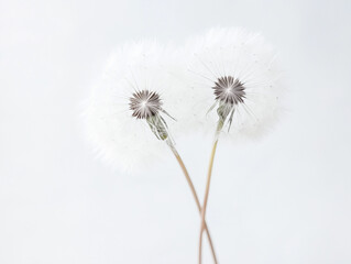 dandelion on white background