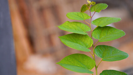 Stunning color on the leaves of an eastern redbud tree