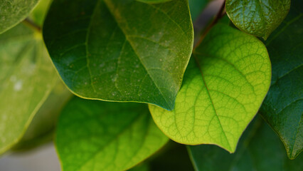 Stunning color on the leaves of an eastern redbud tree