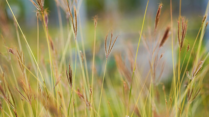 Close up of grass flower in the field with soft focus background.