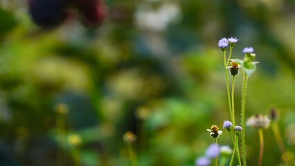 Close up of grass flower in the field with soft focus background.