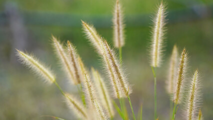Close up of grass flower in the field with soft focus background.