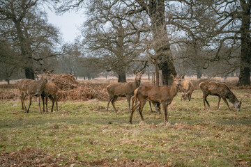 Richmond Park. Deer Roaming in the Wild