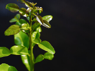 Green kaffir lime leaves on black background with space for copying text or image.