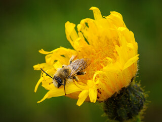 Hairy legged Mining Bee, Pantaloon Bee, Dasypoda hirtipes, sleeping in a Hawkweed flower