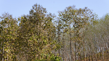 Dry teak trees in autumn on the forest with blue bright sky ,summer time. Focus on tree. Noisy. Exposure. Similar others	