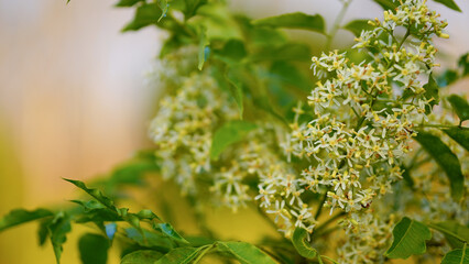 A cluster of Small white fragrant flowers of Indian Lilac (Neem) tree. Azadirachta indica. Maliaceae (Mahogany) family.	
