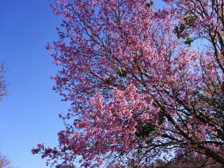 Wild Himalayan Cherry, Prunus cerasoides, Sakura in Thailand	