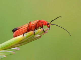 Short winged Conehead, Conocephalus dorsalis, early instar, coastal Norfolk