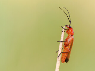 Short winged Conehead, Conocephalus dorsalis, early instar, coastal Norfolk
