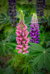 Blooming lupine in the garden.