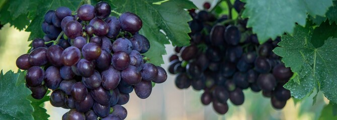 farmer picking grapes. Selective focus