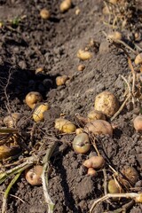 Potatoes in a box harvesting. Selective focus