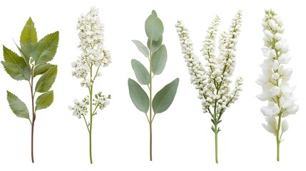 Obraz premium Delicate White Wildflowers and Green Leaves on Solid Background