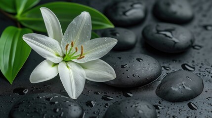 Fototapeta premium Elegant spa background featuring smooth black stones and a white lily, evoking tranquility and relaxation.