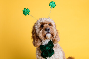 st Patricks day dog